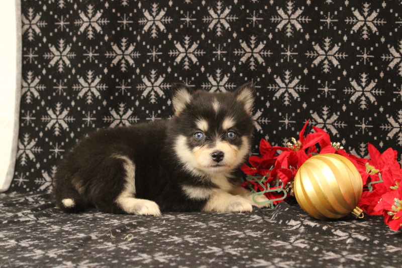 puppy, for, sale, Pomsky, Matthew B. Stoltzfus, dog, breeder, Gap, PA, dog-breeder, puppy-for-sale, forsale, nearby, find, puppyfind, locator, puppylocator, aca